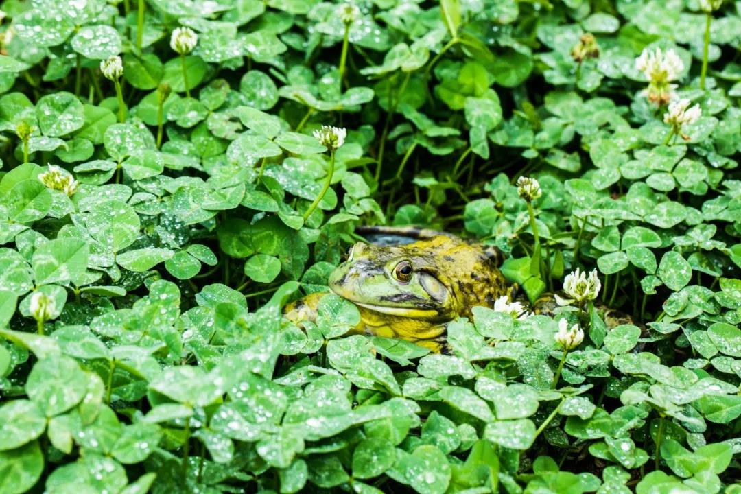 原材料价格暴涨!牛蛙品类即将迎来大震动?(图9) 原材料价格暴涨!牛蛙品类即将迎来大震动?(图9)